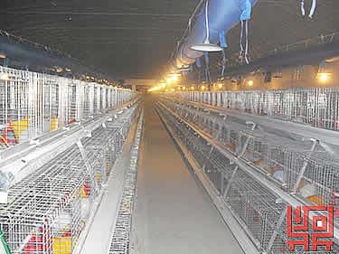 A Frame Semi Automatic Pullet Chicken Cage